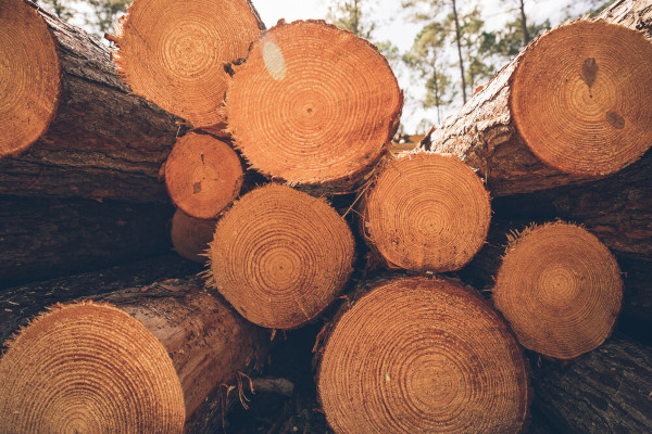 Торгуете ли вы древесиной? Какие изменения произошли в правилах её продажи?